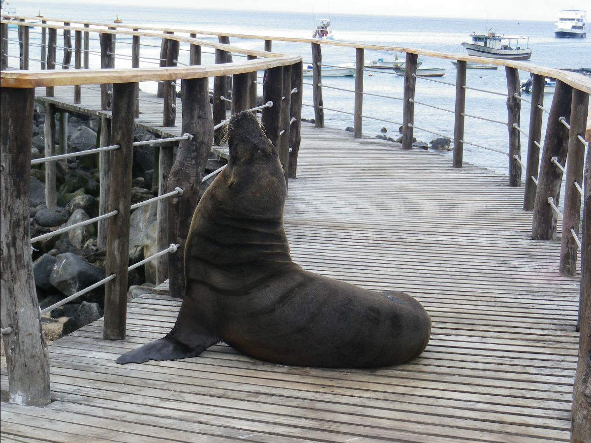 Sea Lions103